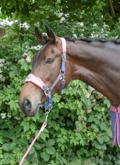 Shop-halona Reitsport Halfterset F/S16 Summerblue Kerbl Mit Führleine Pony/Cob