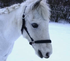 Shop-halona Reitsport Lederhalfter Pidero Serie 18 Gepolstert Versch. Größen 11 Shop-halona Reitsport Lederhalfter Pidero Serie 18 Gepolstert Versch. Größen