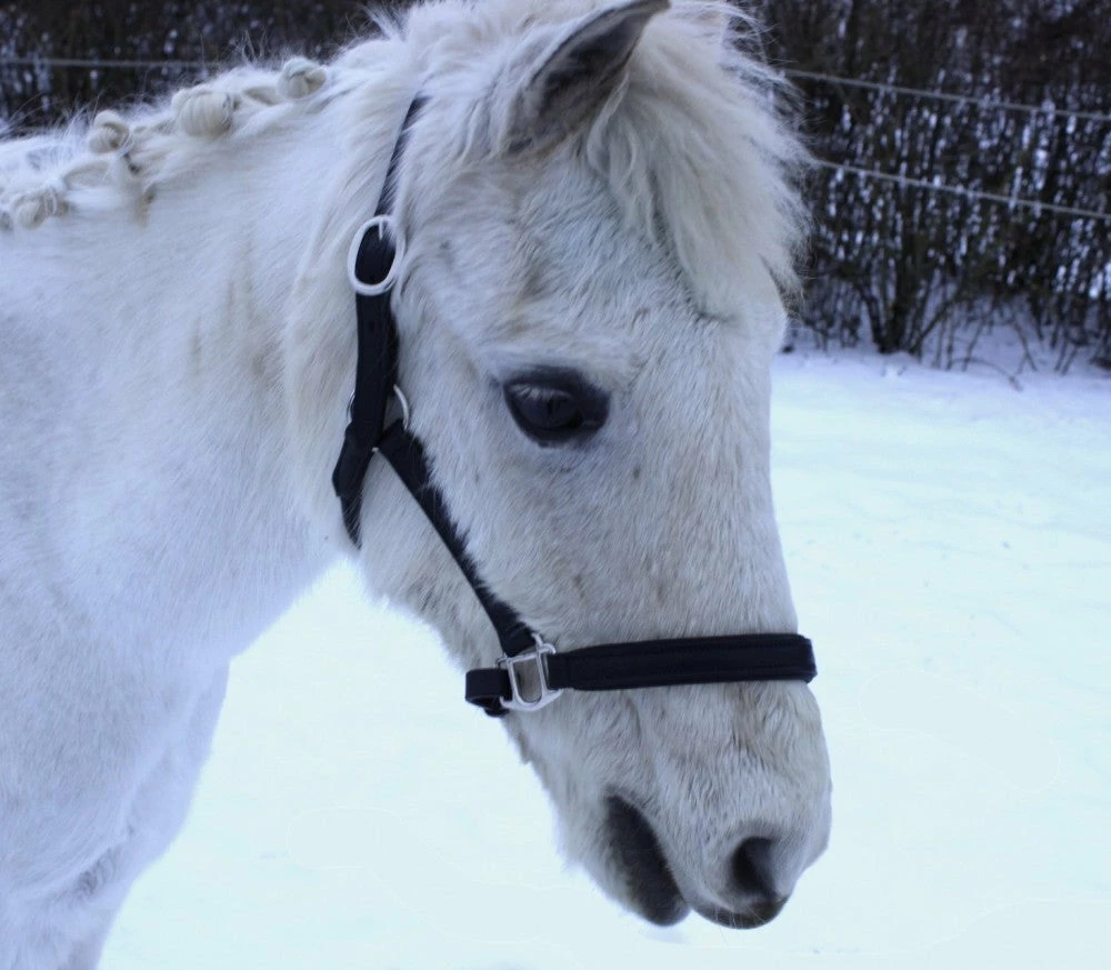 Shop-halona Reitsport Lederhalfter Pidero Serie 18 Gepolstert Versch. Größen 7 Shop-halona Reitsport Lederhalfter Pidero Serie 18 Gepolstert Versch. Größen